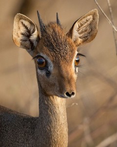 dikdik